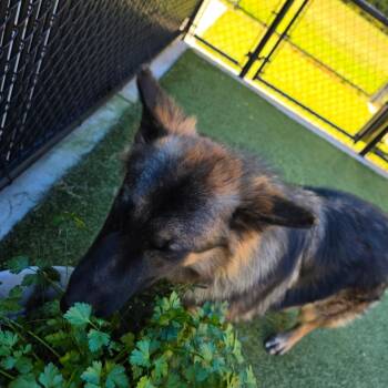 MIMO -  Shepherd Dog for Adoption in Greensboro, North Carolina - MIMO | PetCurious