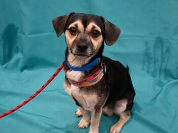 Joey -  Chihuahua and Beagle Dog for Adoption in Portland, Oregon - Joey | PetCurious