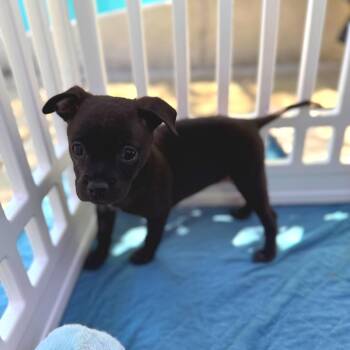 Fudge -  Pekingese and Chihuahua Dog for Adoption in Sacramento, California - Fudge | PetCurious