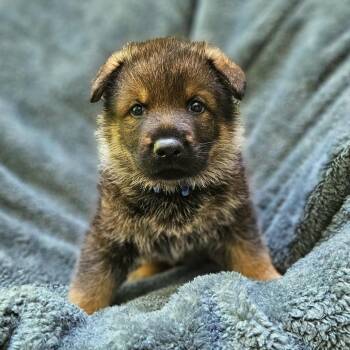 Lilly Pup 5 - Traeger -  German Shepherd Dog Dog for Adoption in Fairfax Station, Virginia - Lilly Pup 5 - Traeger | PetCurious