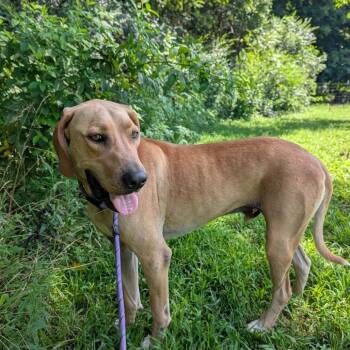 Buford -  Labrador Retriever and Hound Dog for Adoption in Clarksville, Tennessee - Buford | PetCurious
