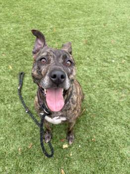Nala - 1 -  Catahoula Leopard Dog and Mixed Breed Dog for Adoption in Daytona Beach, Florida - Nala - 1 | PetCurious