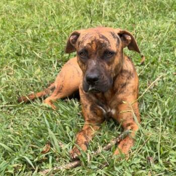 Granola -  Terrier Dog for Adoption in Chattanooga, Tennessee - Granola | PetCurious
