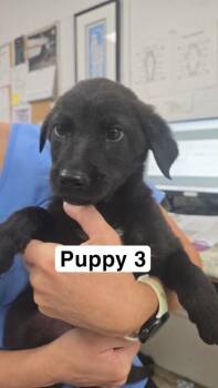 Michael Jackson -  Labrador Retriever and Mixed Breed Dog for Adoption in Largo, Florida - Michael Jackson | PetCurious
