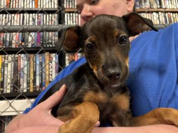 Vitani -  Mixed Breed Dog for Adoption in Dorr, Michigan - Vitani | PetCurious