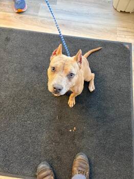 Penny -  Bull Terrier and Mixed Breed Dog for Adoption in Russellville, Kentucky - Penny | PetCurious