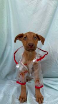 Messi -  Labrador Retriever Dog for Adoption in New York, New York - Messi | PetCurious