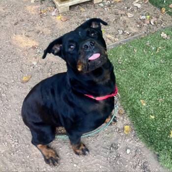 Bellatrix -  Rottweiler and Mixed Breed Dog for Adoption in Austin, Texas - Bellatrix | PetCurious