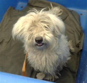 Mixed Breed Dogs Available for Adoption - GLORIA | PetCurious