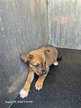 DILIAH -  Terrier Dog for Adoption in San Antonio, Texas - DILIAH | PetCurious
