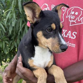 Sandy - Local November 6-8 -  Labrador Retriever Dog for Adoption in Brookshire, Texas - Sandy - Local November 6-8 | PetCurious