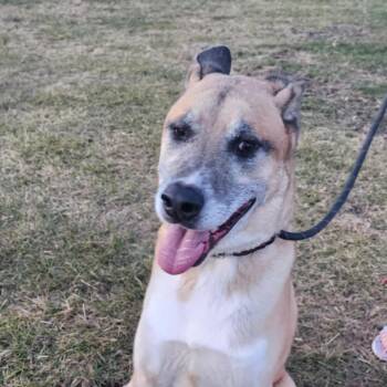 Rescue Akita Dogs for Adoption in Baldwin, Wisconsin - Kennon | PetCurious