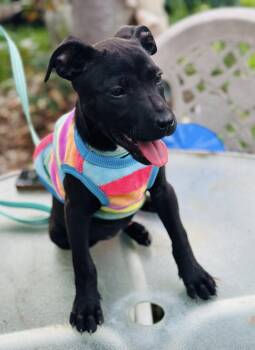 Labrador Retriever Dogs Available for Adoption in Williston, Vermont - Avery | PetCurious