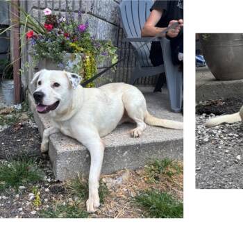 Jack -  Labrador Retriever Dog for Adoption in Melbourne, Kentucky - Jack | PetCurious