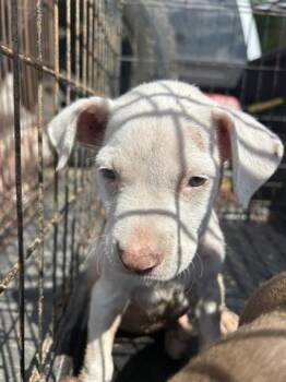 Rescue Labrador Retriever and Mixed Breed Dogs for Adoption in Houston, Texas - A644752 | PetCurious