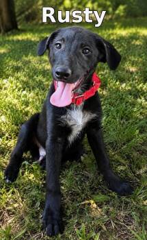 Rusty -  Mixed Breed Dog for Adoption in Rock Hill, New York - Rusty | PetCurious