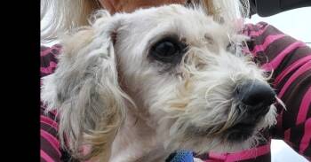 Poodle Dogs Available for Adoption in Dallas, Texas - Pax PKA Pingo "Slim" | PetCurious