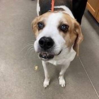 Buddy -  Beagle Dog for Adoption in York, Pennsylvania - Buddy | PetCurious