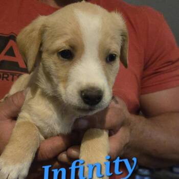 Mixed Breed Dogs Available for Adoption in Myrtle Beach, South Carolina - Infinity | PetCurious