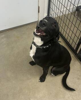 Rescue Black Labrador Retriever Dogs for Adoption in Blue Earth, Minnesota - Charming | PetCurious