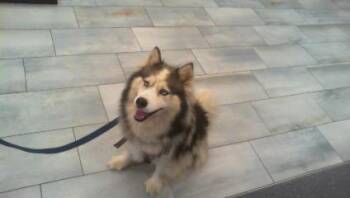 ELARA -  Siberian Husky Dog for Adoption in Charlotte, North Carolina - ELARA | PetCurious