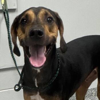 Rodeo -  Labrador Retriever and Mixed Breed Dog for Adoption in Greenville, South Carolina - Rodeo | PetCurious