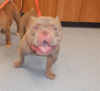 SLED -  English Bulldog Dog for Adoption in San Jose, California - SLED | PetCurious