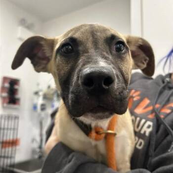 Mixed Breed Dogs Available for Adoption - Gonzo | PetCurious