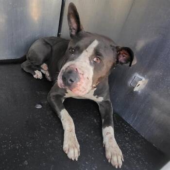 HAROLD -  American Staffordshire Terrier Dog for Adoption in San Antonio, Texas - HAROLD | PetCurious