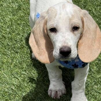 Auggie - Costa Mesa Location*Available 6/6* -  Basset Hound and Mixed Breed Dog for Adoption in Chino Hills, California - Auggie - Costa Mesa Location*Available 6/6* | PetCurious