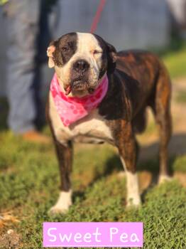 Bonnie "Sweet Pea" -  American Bulldog Dog for Adoption in Walthill, Nebraska - Bonnie "Sweet Pea" | PetCurious