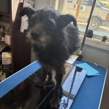 Whimpy -  Schnauzer Dog for Adoption in Hohenwald, Tennessee - Whimpy | PetCurious