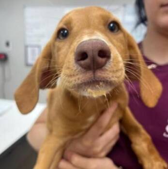 Rescue Pointer and Hound Dogs for Adoption in East Brookfield, Massachusetts - Lily | PetCurious