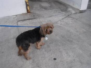 Yorkshire Terrier Dogs Available for Adoption in Doral, Florida - PRINCESA | PetCurious