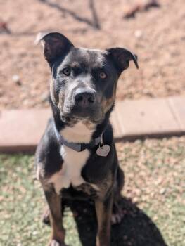 Rescue American Staffordshire Terrier Dogs for Adoption in Divide, Colorado - Iree | PetCurious