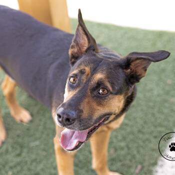 Cane -  Shepherd Dog for Adoption in Abilene, Texas - Cane | PetCurious