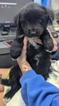 Rescue Great Pyrenees Dogs for Adoption in Evansville, Indiana - Maisie | PetCurious