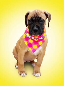 Cera -ADOPT Me -  Mastiff Dog for Adoption in Redondo Beach, California - Cera -ADOPT Me | PetCurious