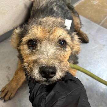 Muffin -  Terrier and Mixed Breed Dog for Adoption in Yuma, Arizona - Muffin | PetCurious
