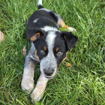 Beau -  Australian Cattle Dog Blue Heeler Dog for Adoption in Watertown, Wisconsin - Beau | PetCurious