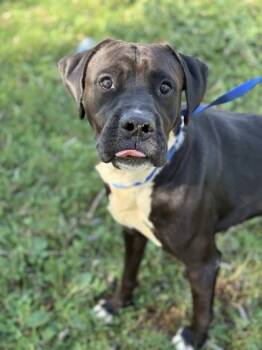 Rescue Pit Bull Terrier and Mixed Breed Dogs for Adoption in Knoxville, Tennessee - Lucas | PetCurious