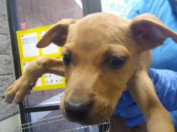 FERN -  Pit Bull Terrier and Mixed Breed Dog for Adoption in Tulsa, Oklahoma - FERN | PetCurious