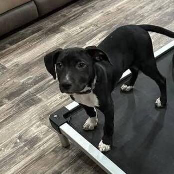 Austin -  Mixed Breed Dog for Adoption in Greenwich, New York - Austin | PetCurious