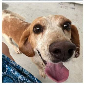 Rescue Beagle Dogs for Adoption in Lexington, Massachusetts - Beauford | PetCurious