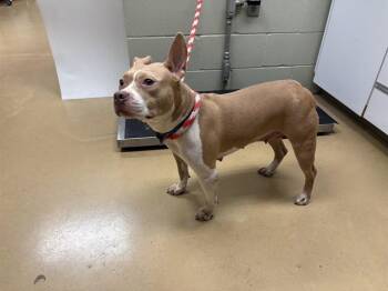 Pit Bull Terrier Dogs Available for Adoption - LADY | PetCurious