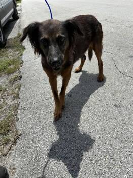 RUBY -  German Shepherd Dog and Mixed Breed Dog for Adoption in Doral, Florida - RUBY | PetCurious