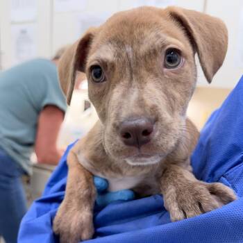 Mixed Breed Dogs Available for Adoption in Auburn, Alabama - Doris | PetCurious