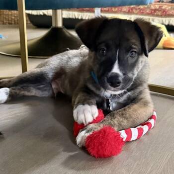 Sky Pup: Leo -  Husky and Mixed Breed Dog for Adoption in Falls Church, Virginia - Sky Pup: Leo | PetCurious
