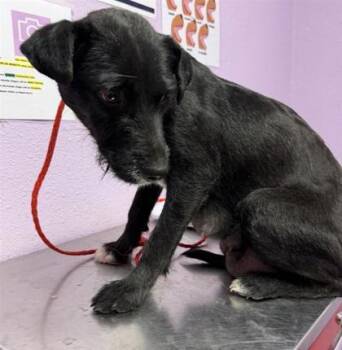 Terrier and Mixed Breed Dogs Available for Adoption in El Paso, Texas - 60845526 | PetCurious