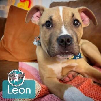 Leon -  Boxer and Pit Bull Terrier Dog for Adoption in Friendswood, Texas - Leon | PetCurious